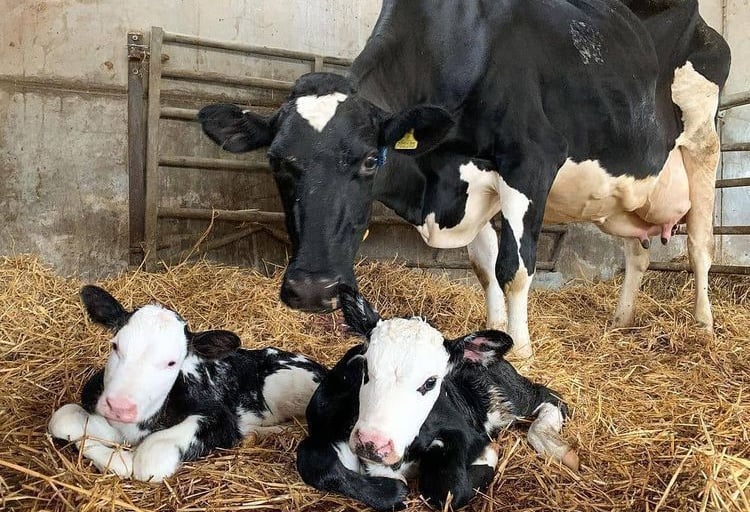 Holstein Cows for Sale