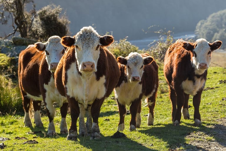 Hereford Cows for Sale