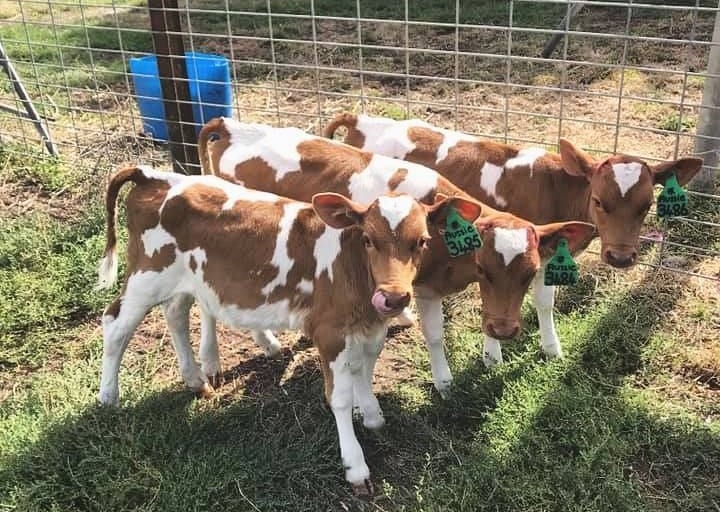 Guernsey Cows for Sale
