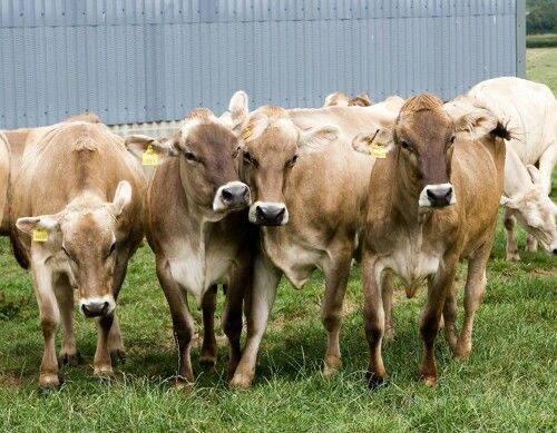 Brown Swiss Cows for Sale