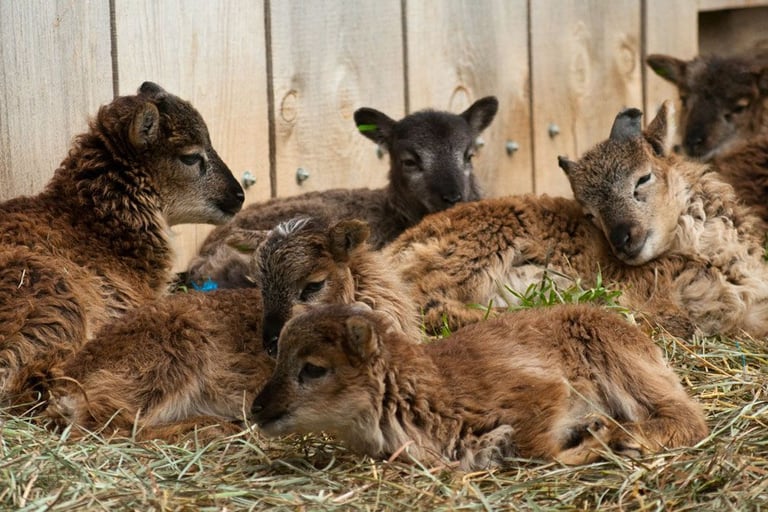 Lambs for Sale near me