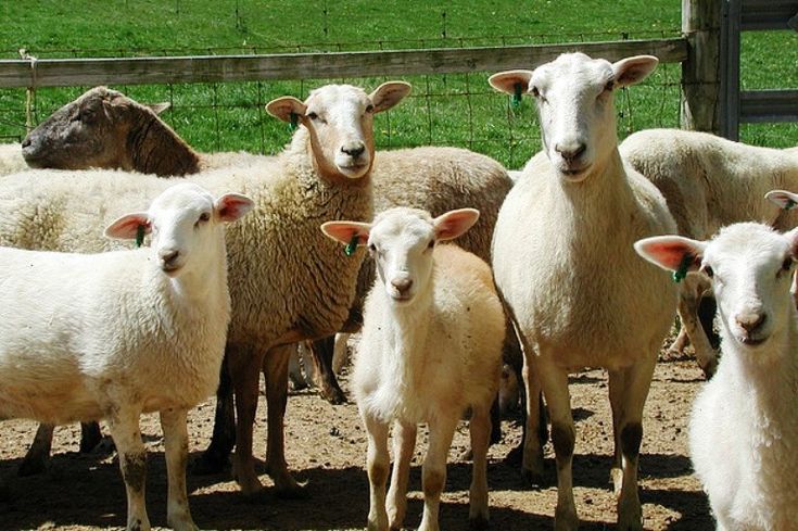 Katahdin sheep for sale