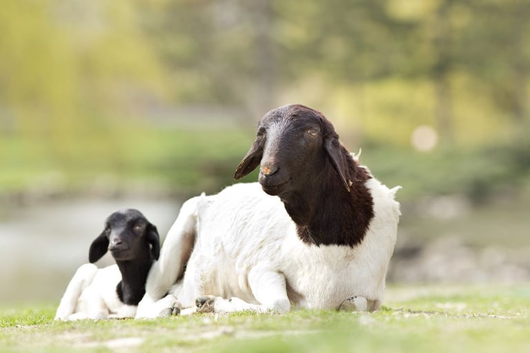 Dorper rams for sale