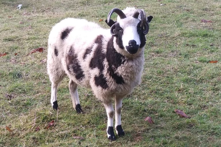 Jacob sheep for sale