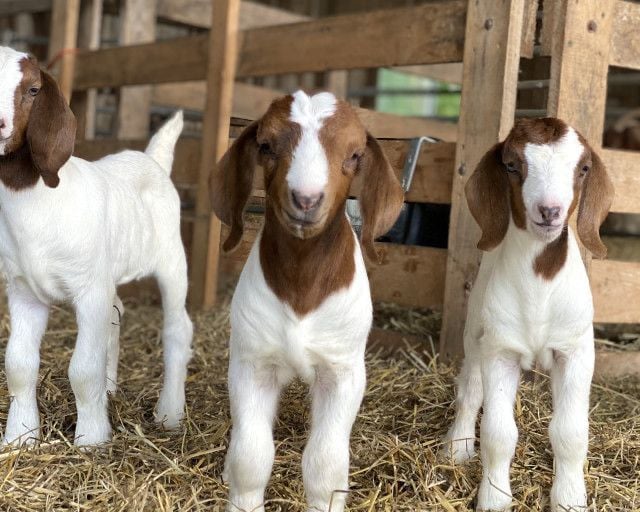 Boar Goats for sale 