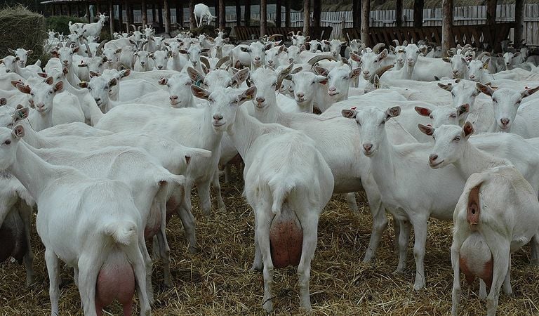 Saanen Goats for sale 