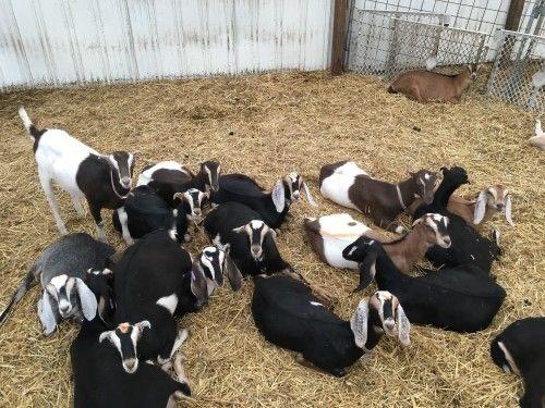Shami Goats for sale 