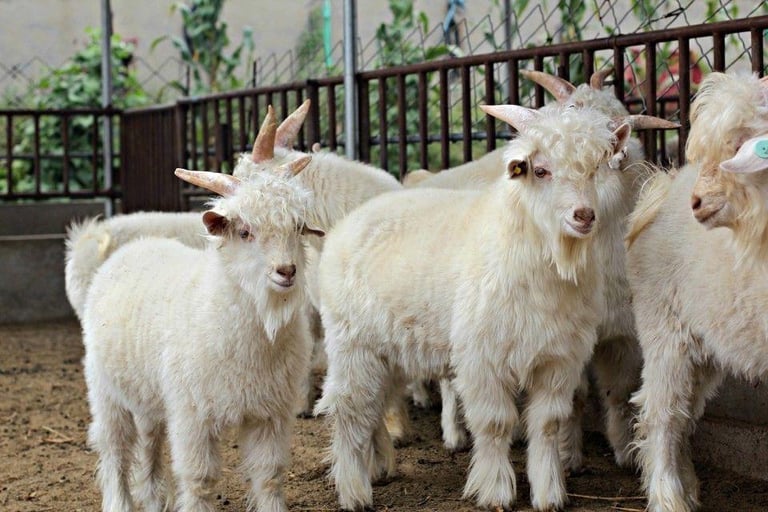 Angora Goats for sale