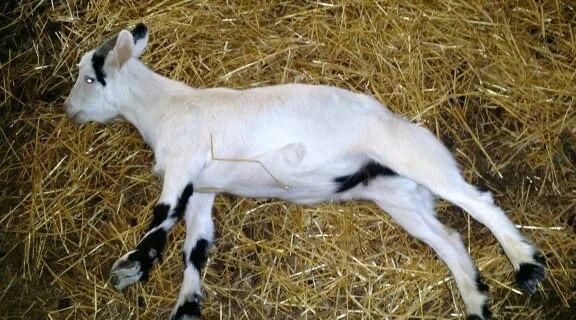 Fainting Goats for sale
