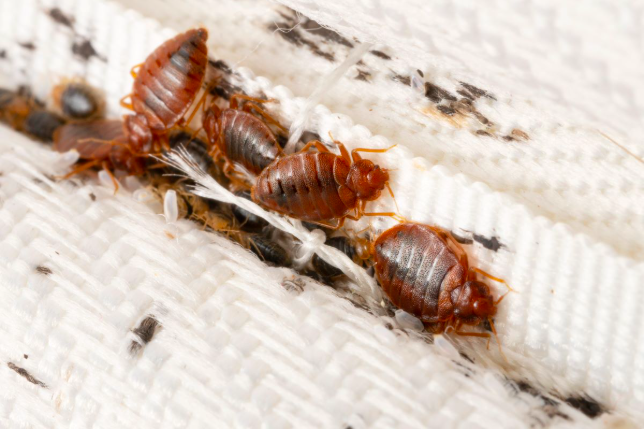 punaises de lit adultes sur un matelas infesté avec traces noires et œufs visibles