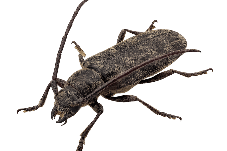 Traitement de charpente et parquet à Genève