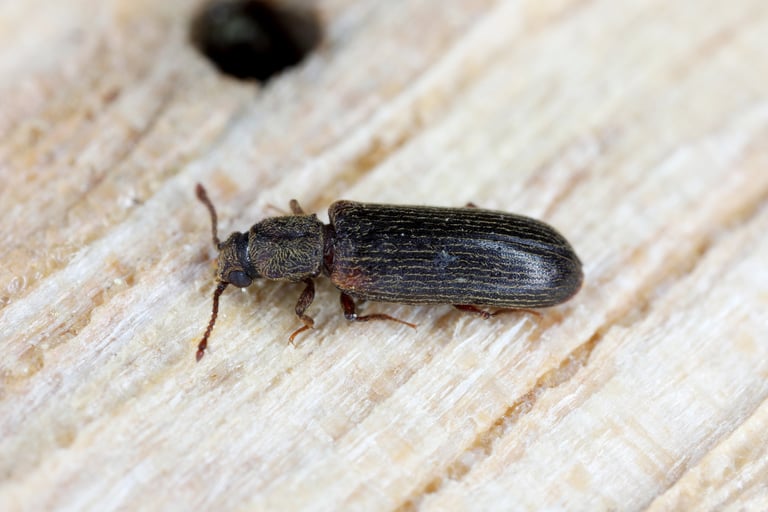 Attaque de lyctus sur bois feuillu à Genève