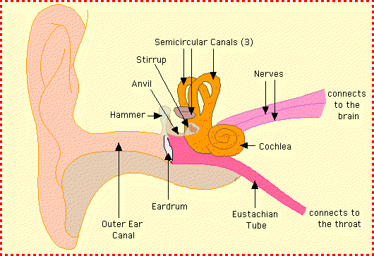 Normal ear physiology