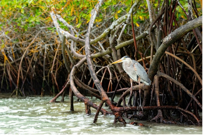 mangrove