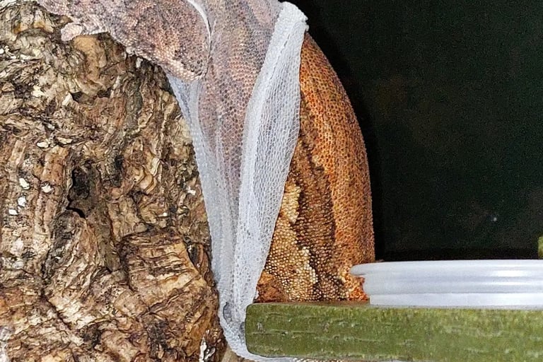 gargoyle gecko