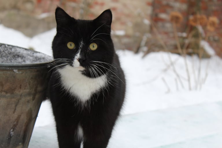 Cat at our temporary safe-house