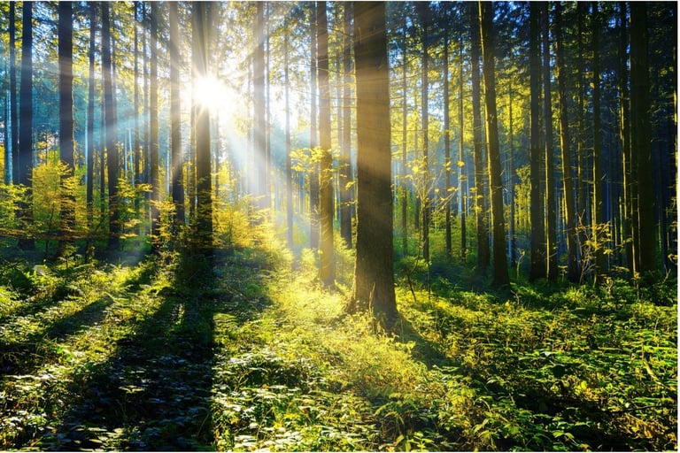 Seeing the wood for the trees. Sunlight shining through a forest