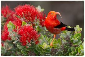 Iiwi red bird