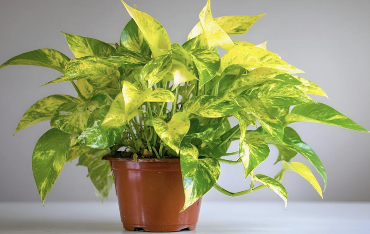 pothos in pot