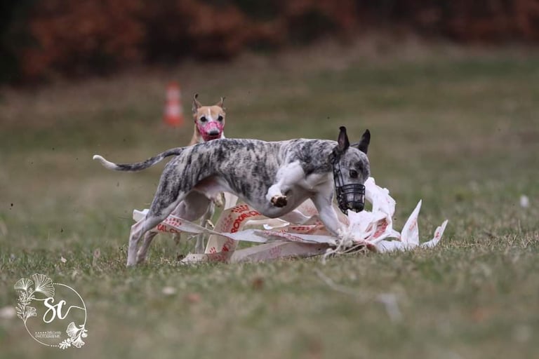 whippet en entrainement de poursuite à vue sur leurre