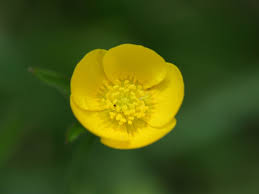 A buttercup flower
