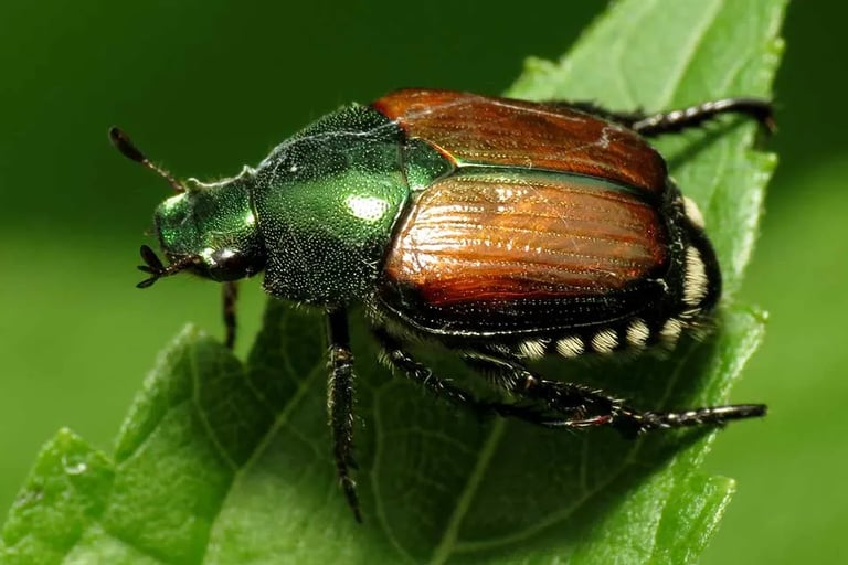 Chafer bettle closeup