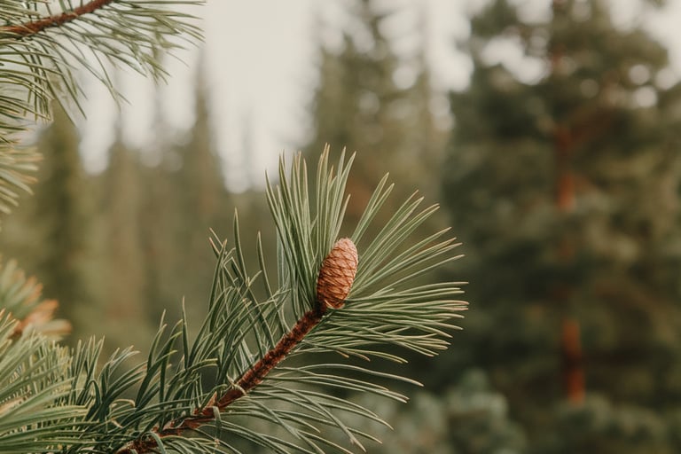 pine tree closeup