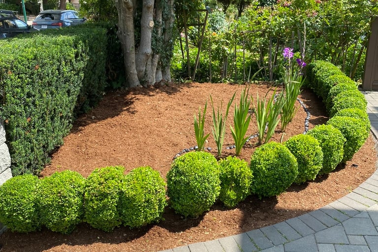 Light Brown Mulch with boxwoods