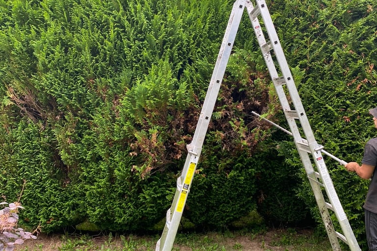 hedge trimming