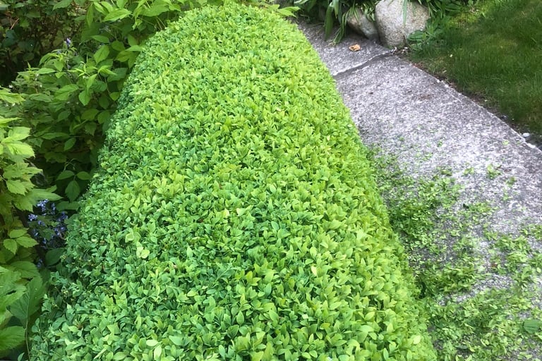Boxwood Hedge