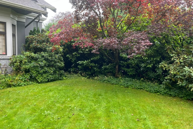 Sod lawn