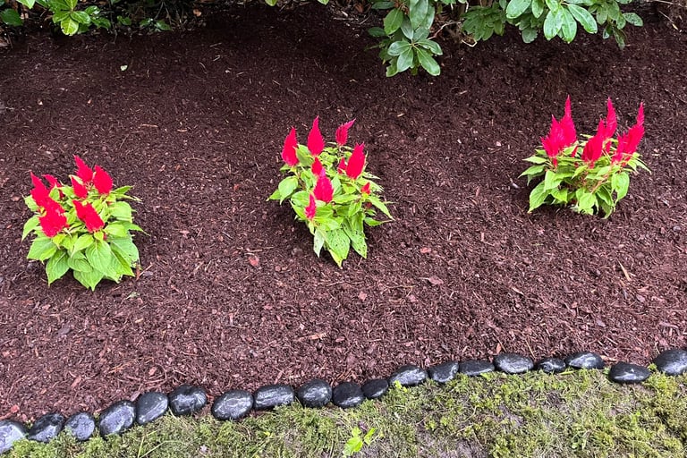 Annual Flowers