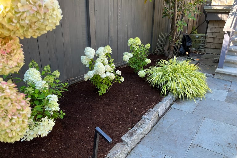 Hydrangea garden