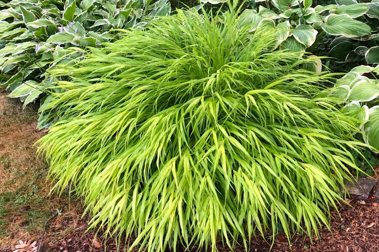 Japanese Forest Grass
