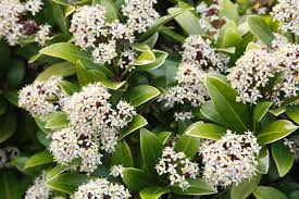 Japanese Skimmia