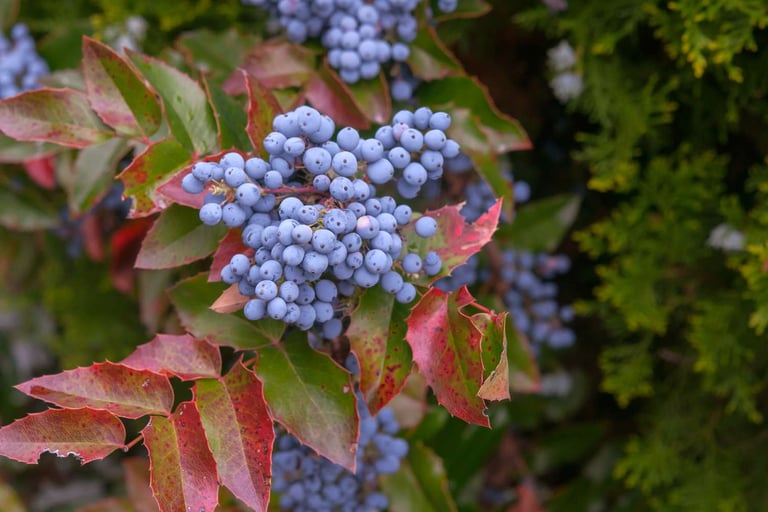 Oregon Grape