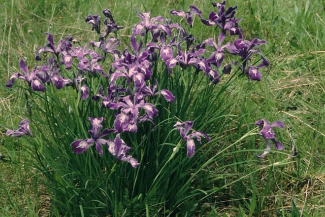Pacific Coast Iris