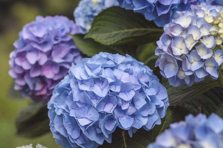 Blue hydrangea