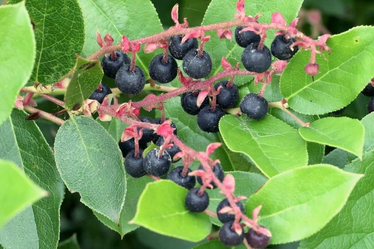 Salal