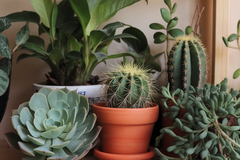 Different small plants