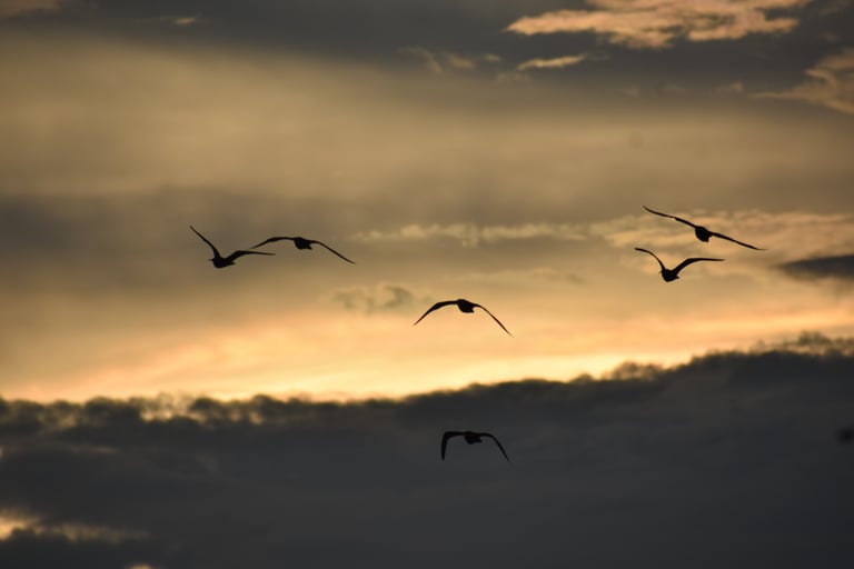 Silhouetted waterbirds in flight during golden Chiapas sunset – birdwatching in Mexico’s wetlands
