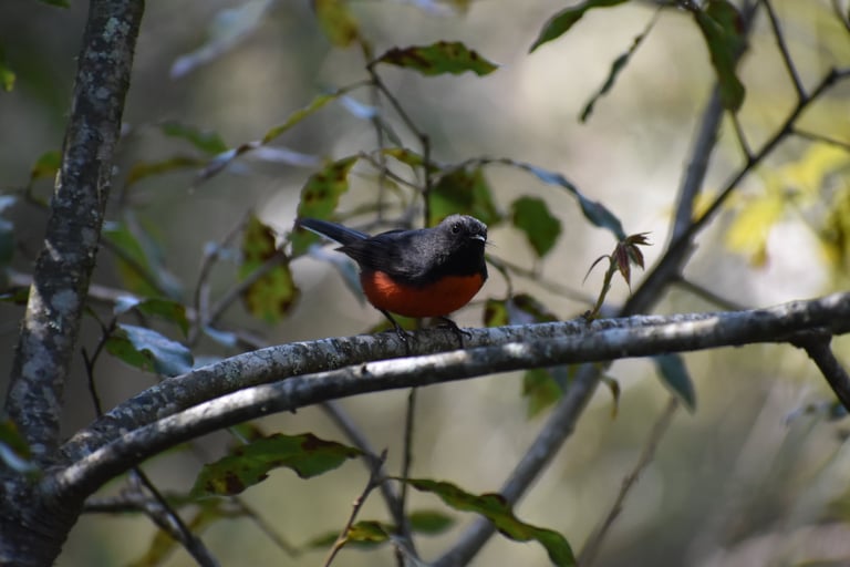 A Slate-collared Redstart bird perched on a branch at Montetik Nature Reserve, San Cristobal,