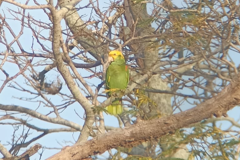 A Yellow-headed Amazon in the Northern Swamps of Chiapas sits perched in a dry leafless tree