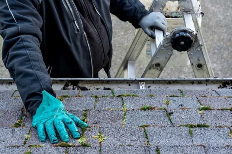 nettoyage gouttière novabois traitement