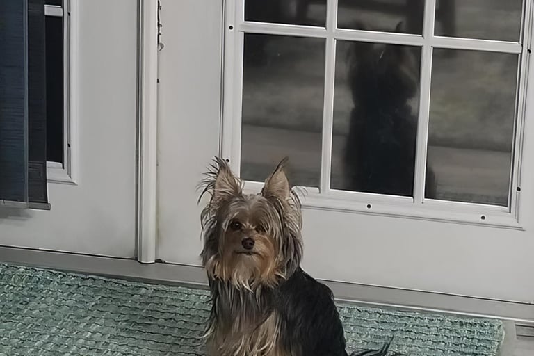 a dog sitting on a rug in front of a door waiting to go outside to use bathroom