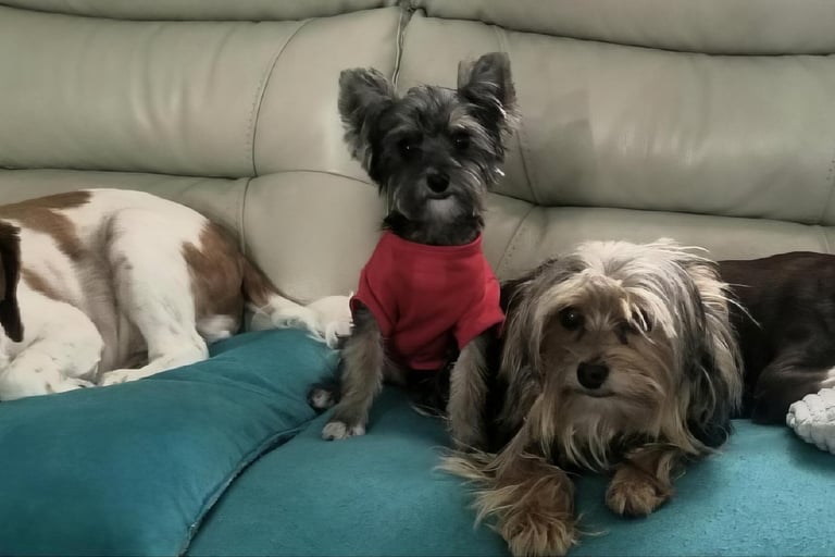 three dogs are sitting on a couch with their owners