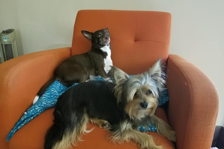 two dogs sitting on a couch with pillows