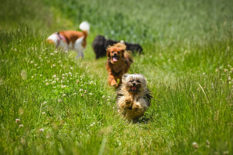 yorkie puppies for sale