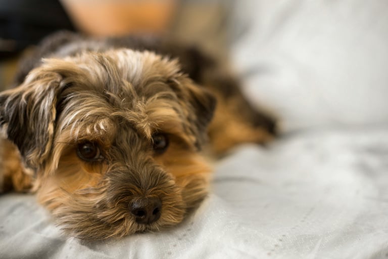 Yorkie puppies near me