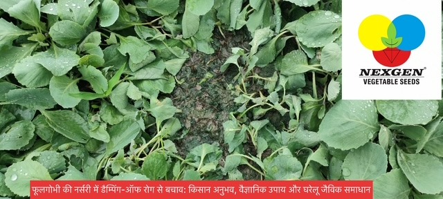 फूलगोभी की नर्सरी में डैम्पिंग-ऑफ रोग से बचाव के लिए किसान अनुभव, वैज्ञानिक समाधान और जैविक घरेलू उप